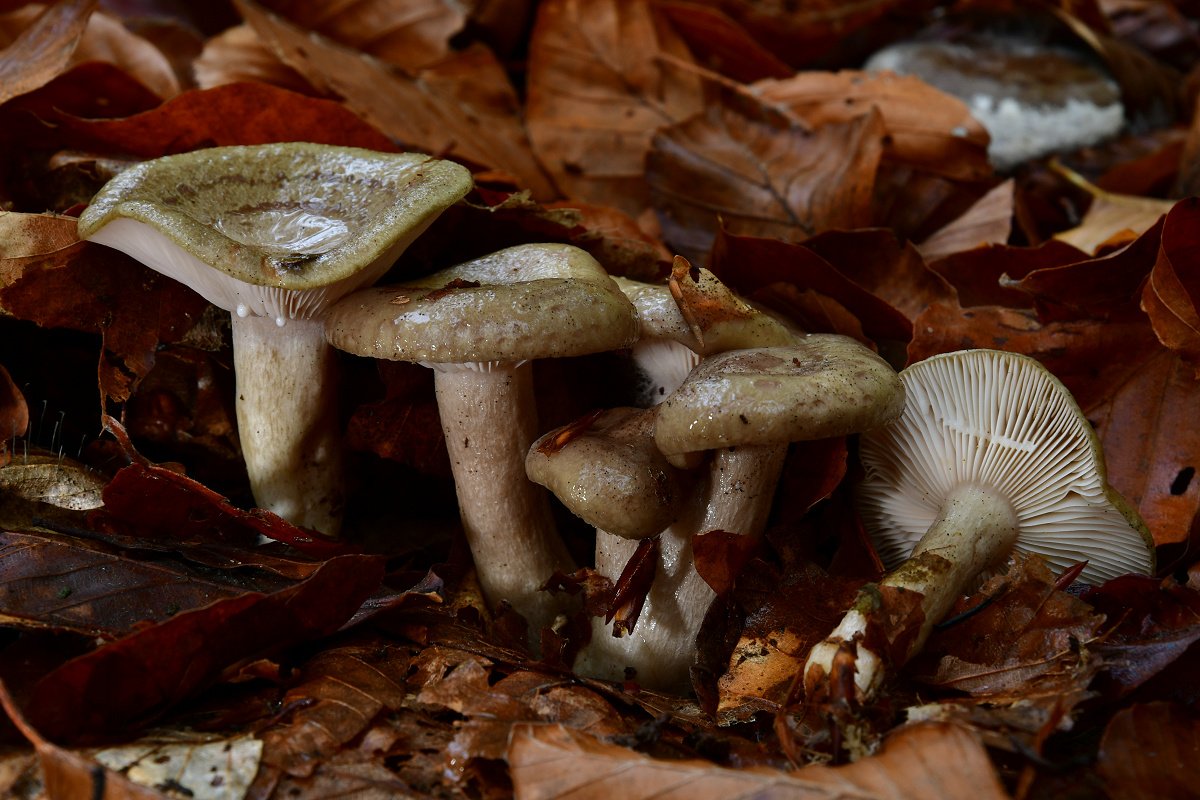 Lactarius blennius.jpg