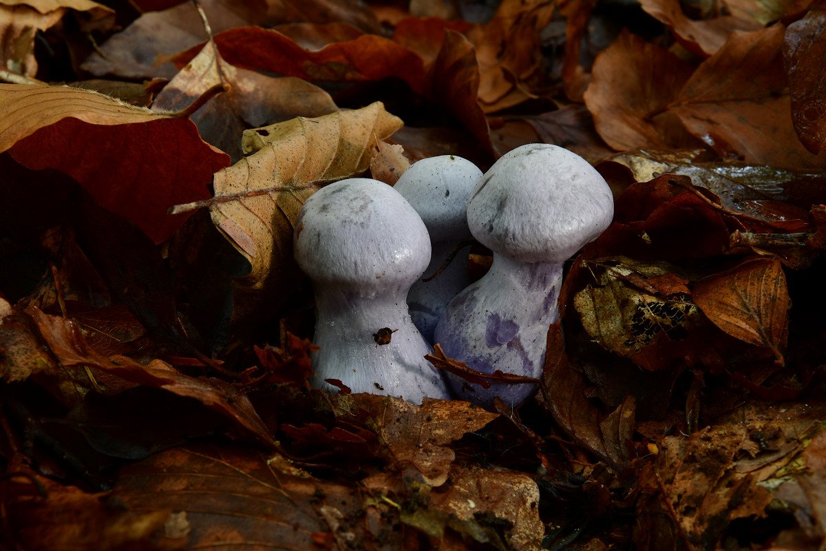 Cortinarius alboviolaceus.jpg