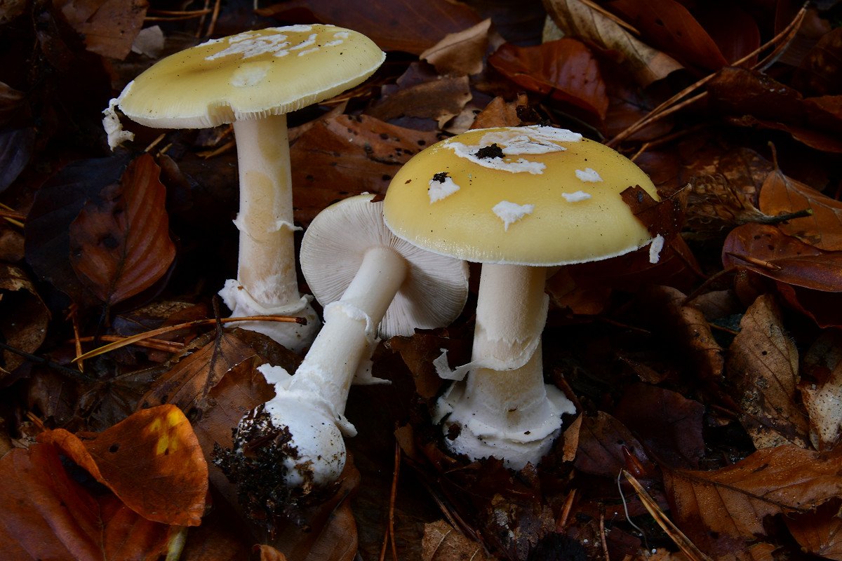 Amanita gemmata.jpg