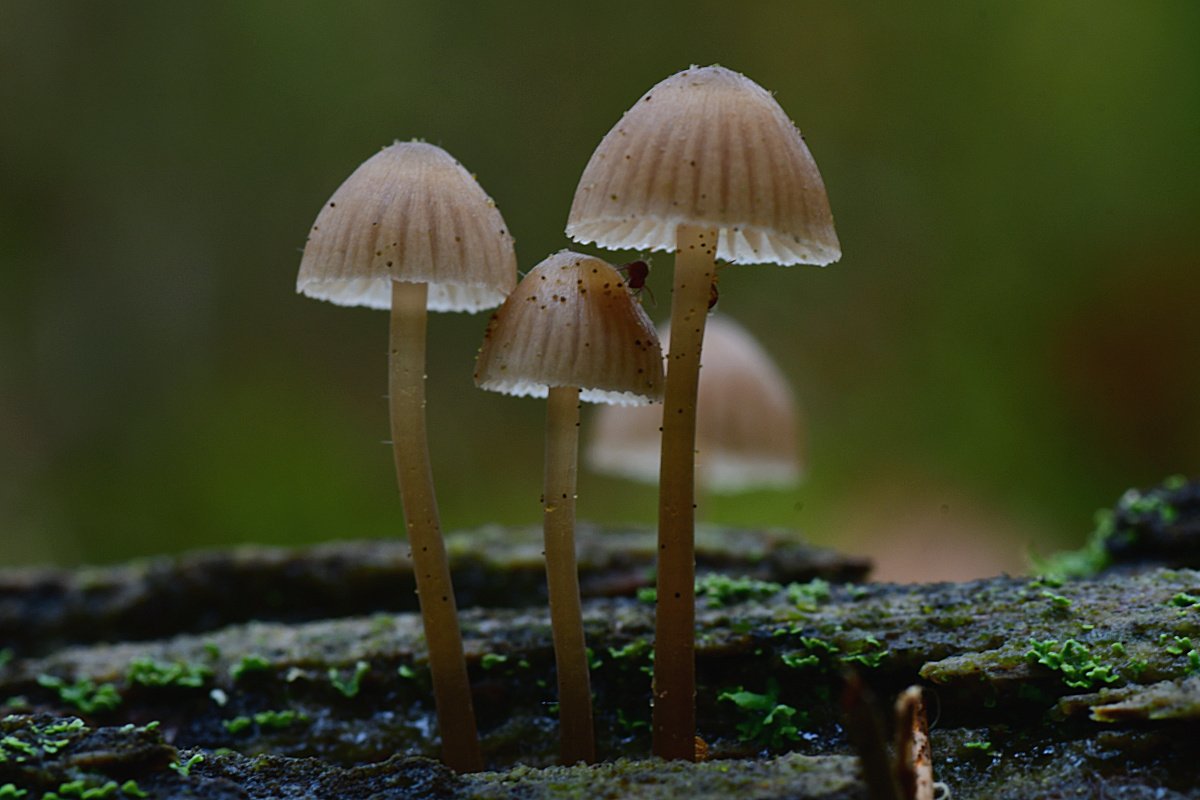 Mycena spec001.jpg