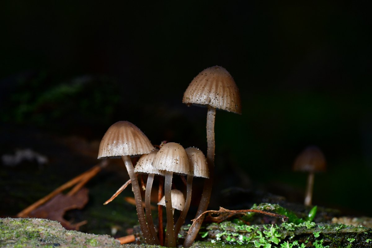 Mycena spec002.jpg