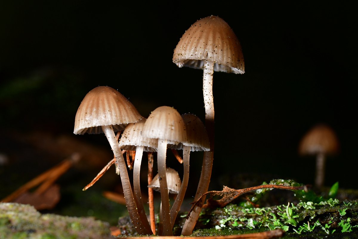 Mycena spec003.jpg