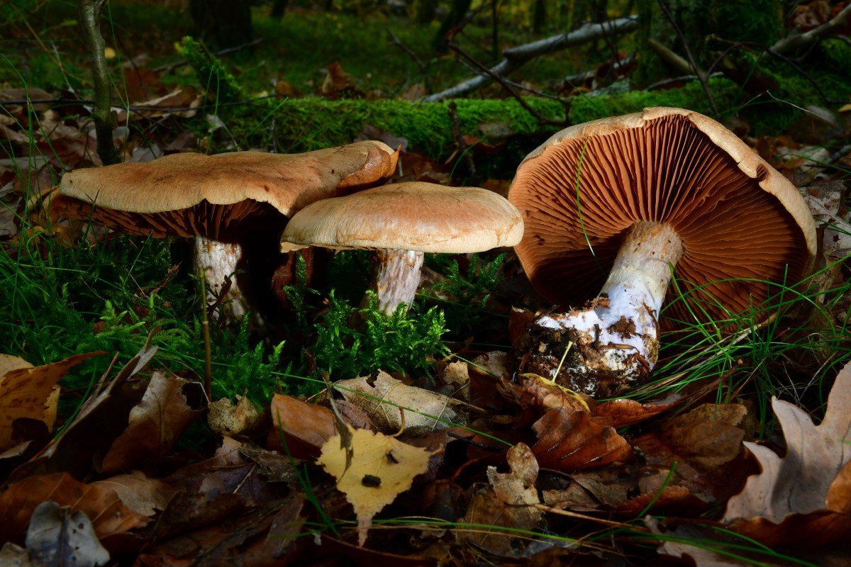 Cortinarius laniger.jpg