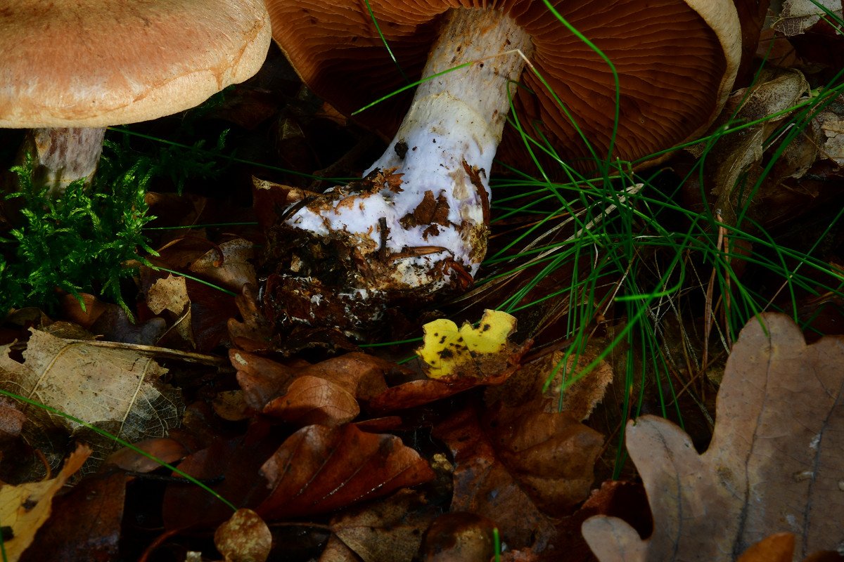 Cortinarius laniger002.jpg