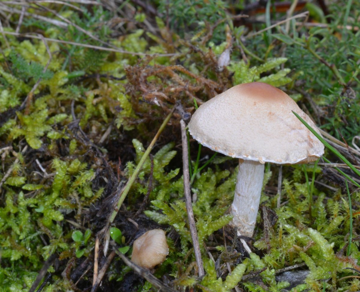 Lepiota_oreadiformis