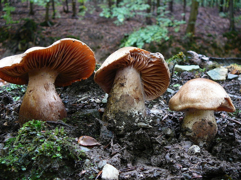 ein noch zu bestimmender Cortinarius