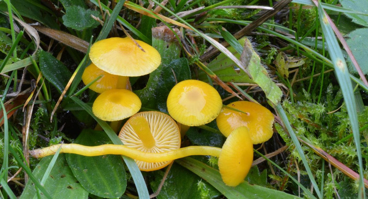 Hygrocybe_ceracea.jpg