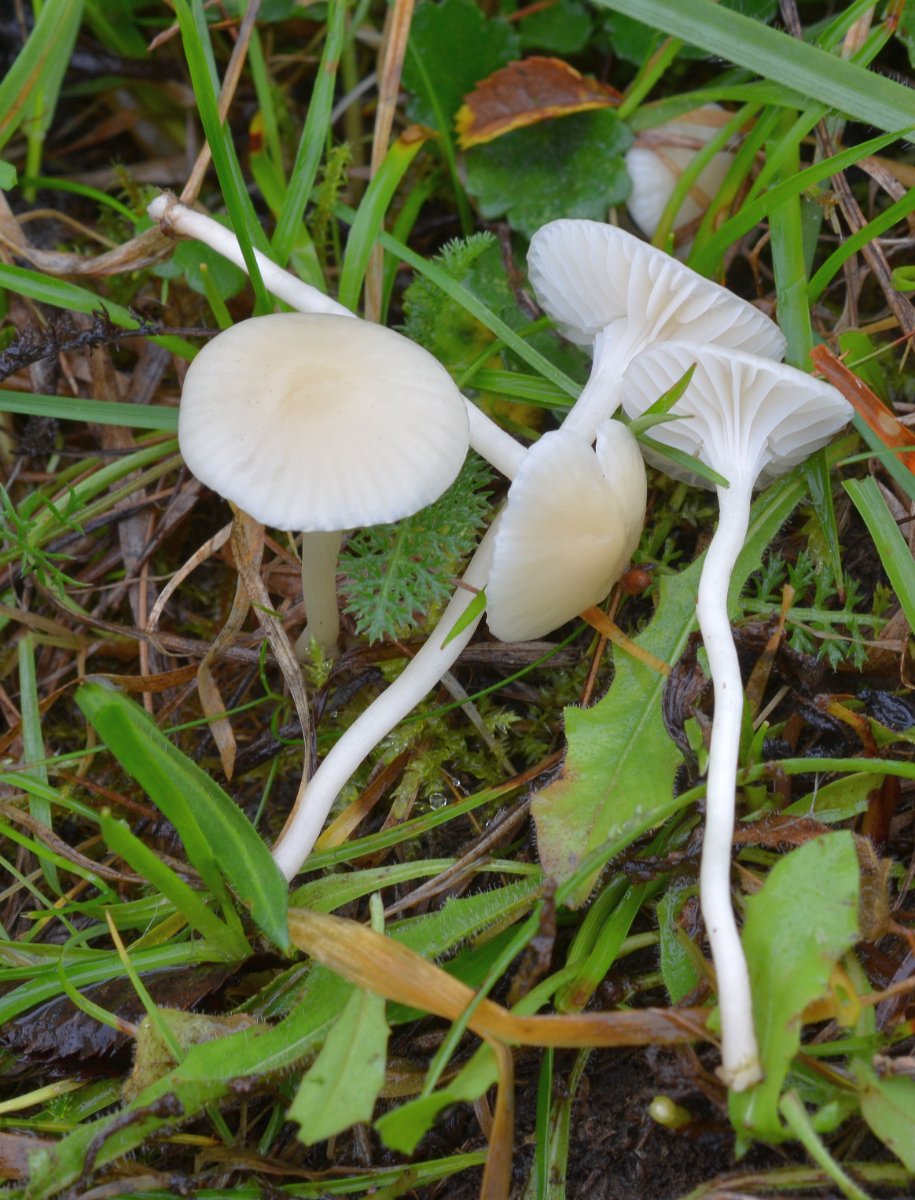 Hygrocybe_russocoriaceae.jpg