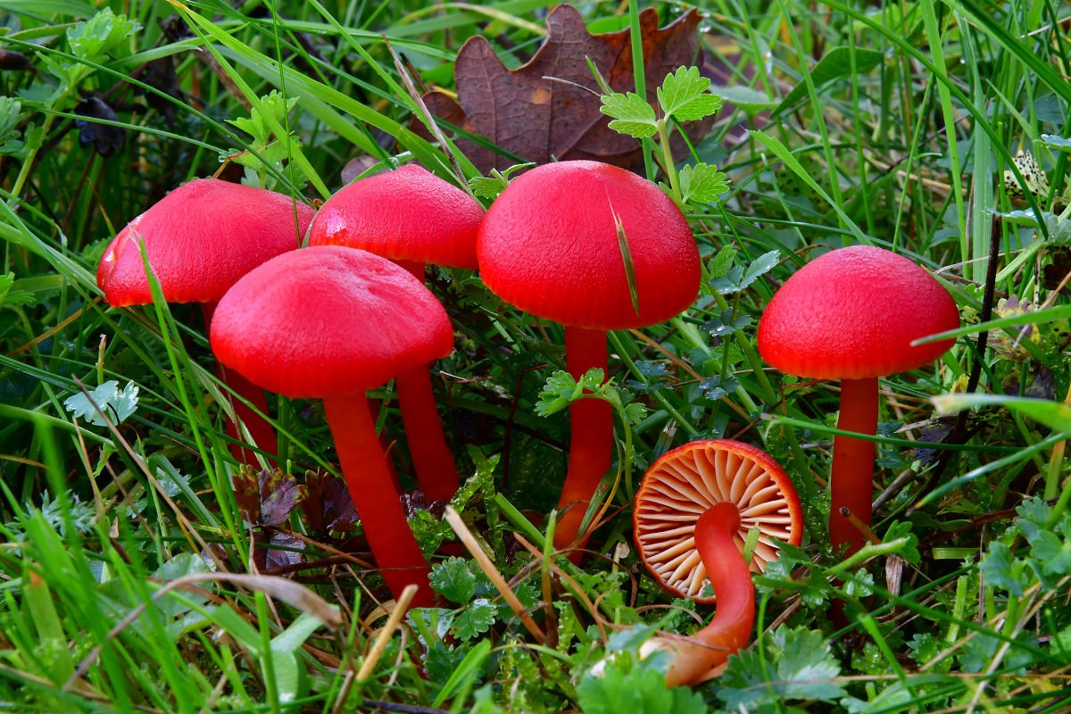 Hygrocybe coccinea.jpg