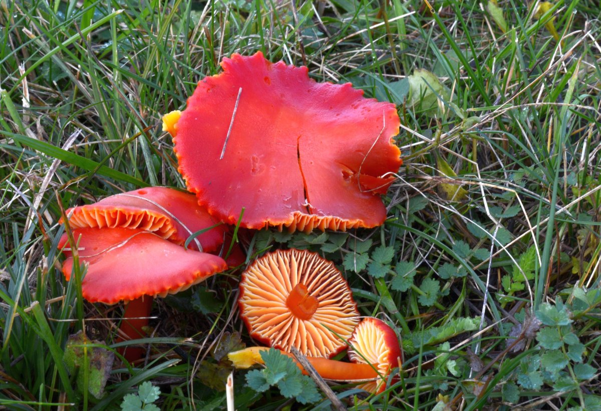 Hygrocybe_coccinea.jpg