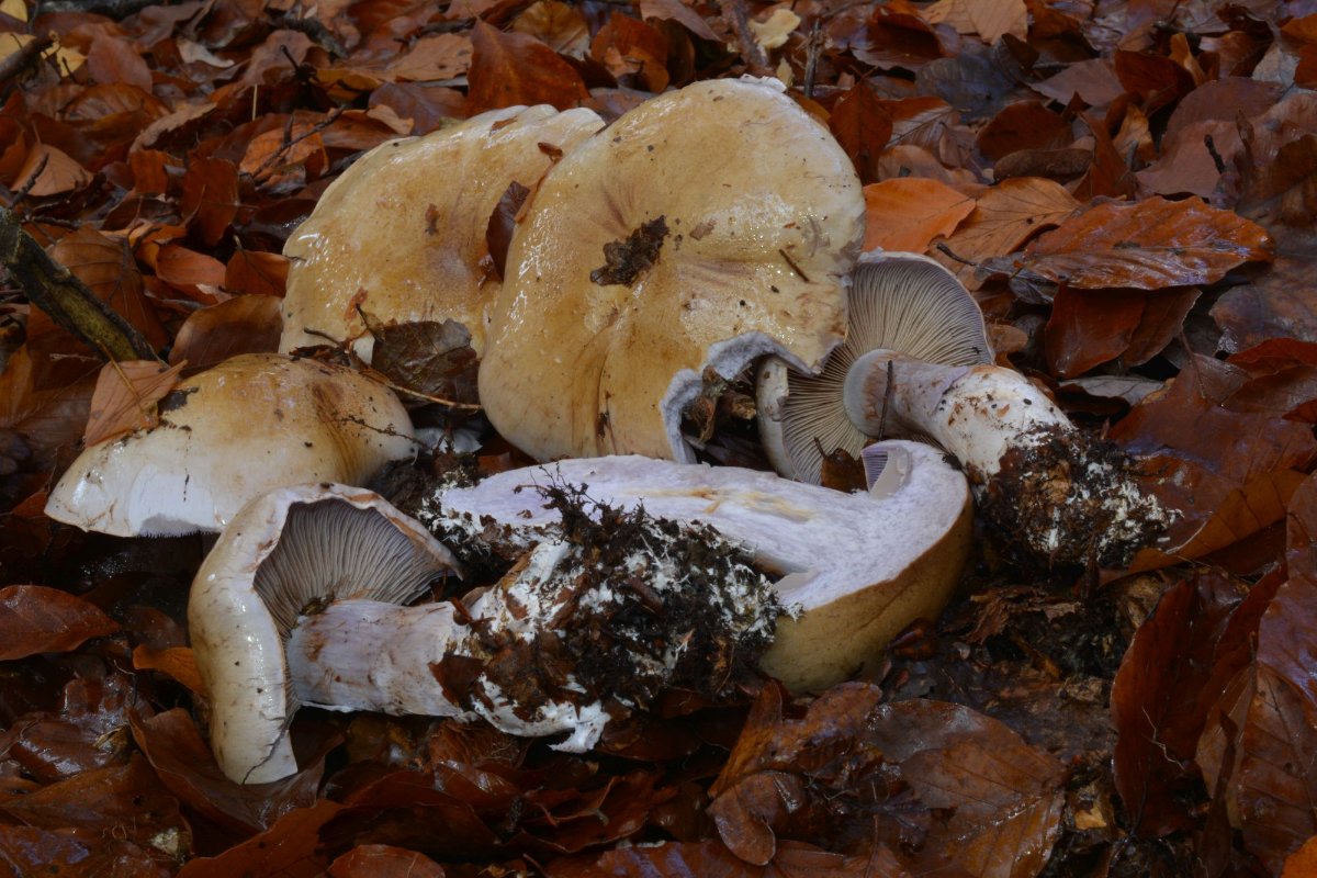 Cortinarius_spec.2019.jpg