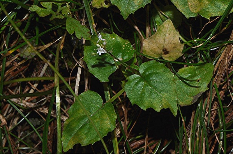 _DSC0037 Alpen-Hexenkraut, Circaea alpina, Ausschnitt, Helligkeit, Schärfe, klein.jpg