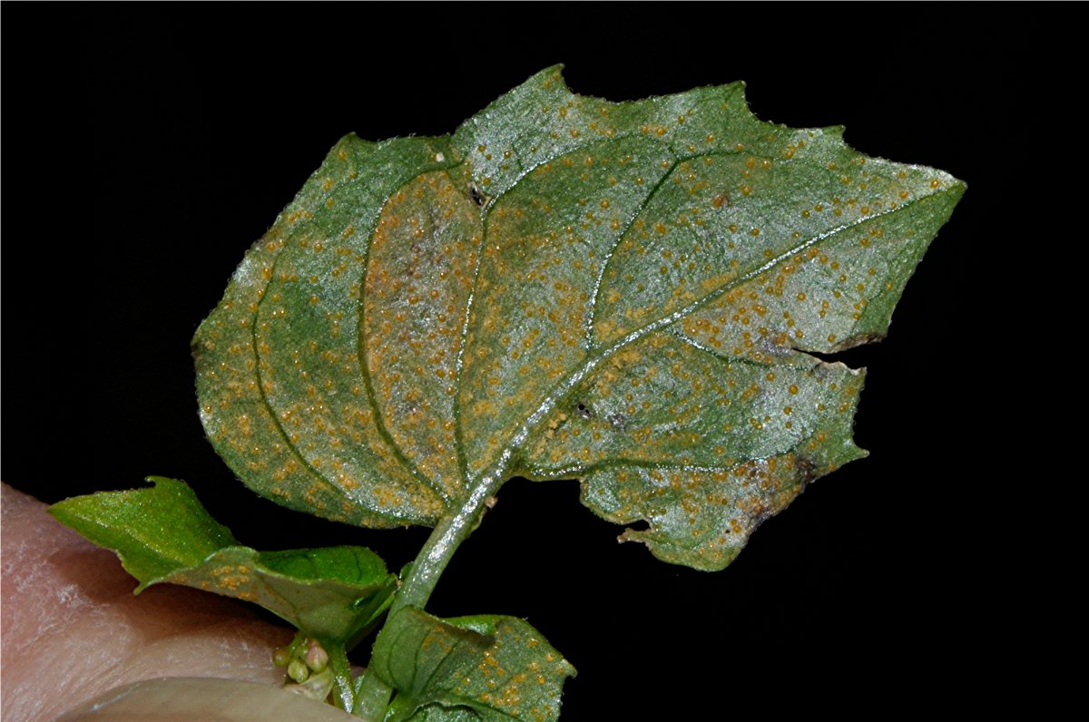 _DSC0039 Alpen-Hexenkraut, Circaea alpina, Ausschnitt, Schärfe, klein.jpg