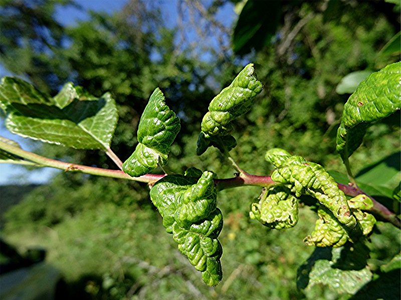 DSC01917 Ausschnitt, Helligkeit, Schärfe, klein.jpg