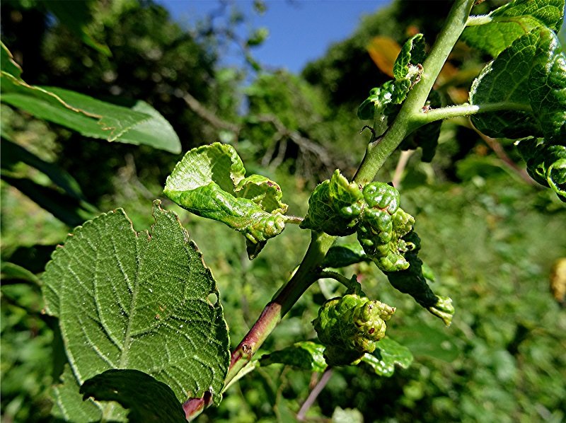 DSC01919 Ausschnitt, Helligkeit, Schärfe, klein.jpg