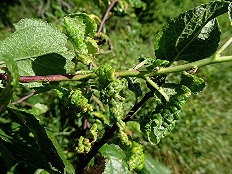 DSC01920 Helligkeit, Schärfe, klein.jpg