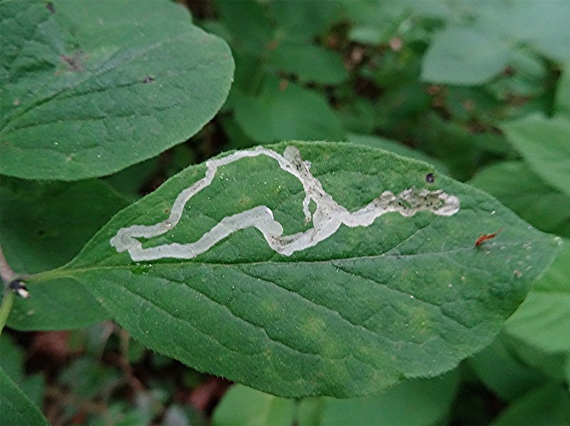 DSC01446 Ausschnitt, Schärfe, klein.jpg