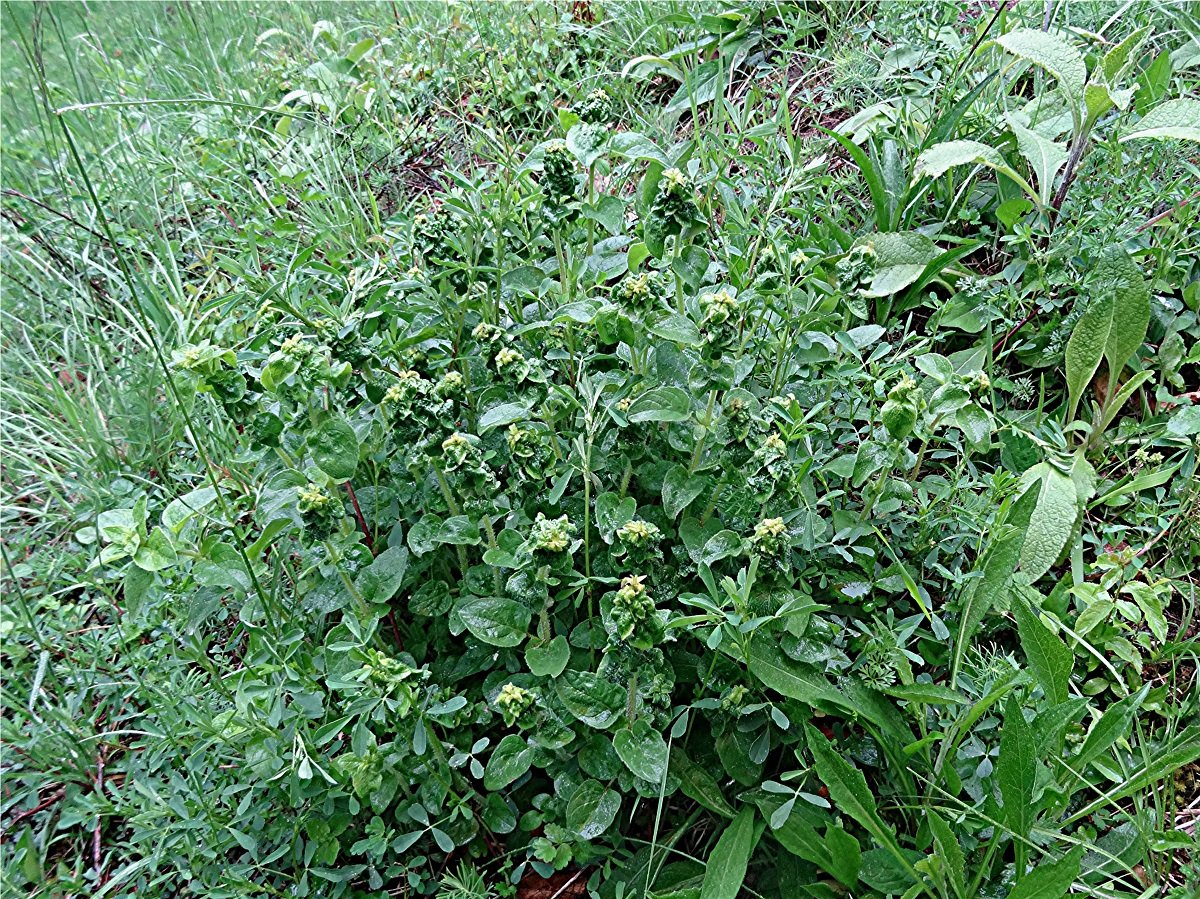 DSC01374 Ausschnitt, Helligkeit, Schärfe, klein.jpg