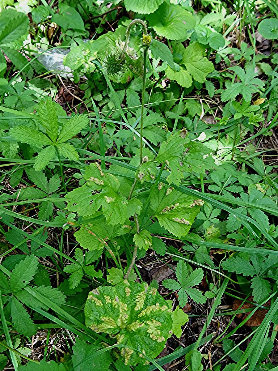 DSC02584 Ausschnitt, Helligkeit, Schärfe, klein.jpg