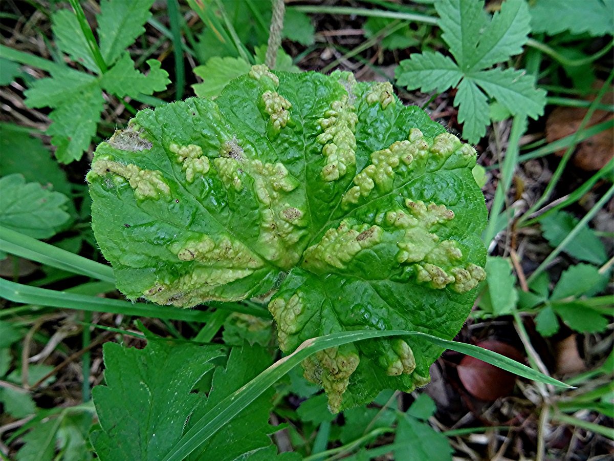 DSC02585 Helligkeit, Schärfe, klein.jpg