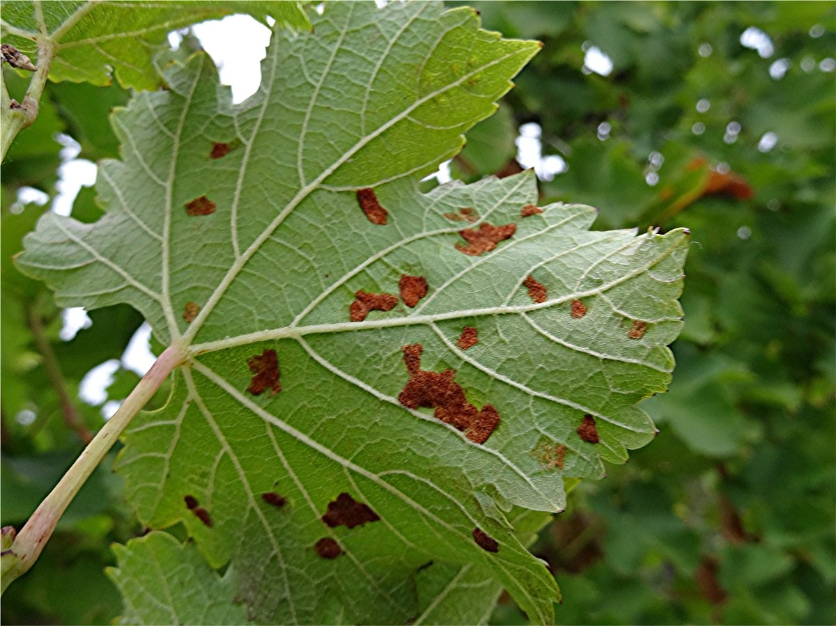 DSC00309 Ausschnitt, Schärfe, klein.jpg