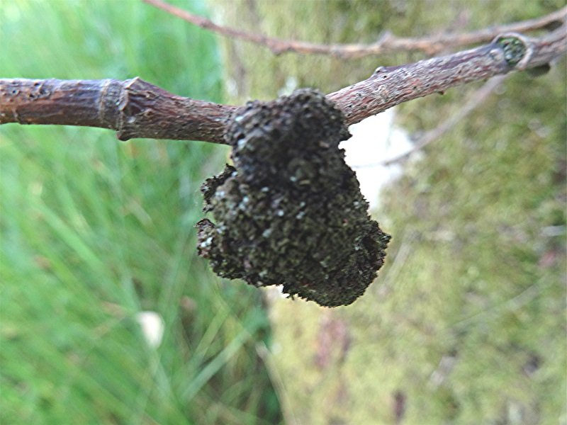 DSC04168 Wurzelkropf, Agrobacterium tumefaciens, Schärfe, klein.jpg