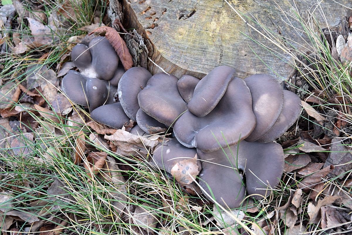 Pleurotus ostreatus    14.01.20_1.0.JPG