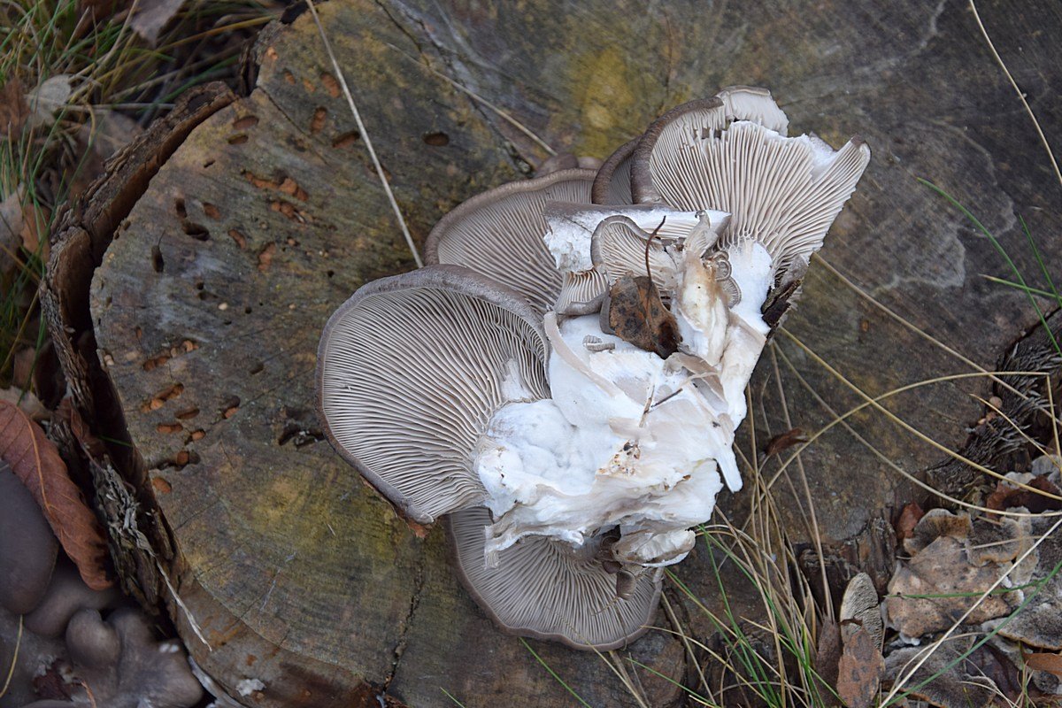 Pleurotus ostreatus 14.01.20_1.1.JPG