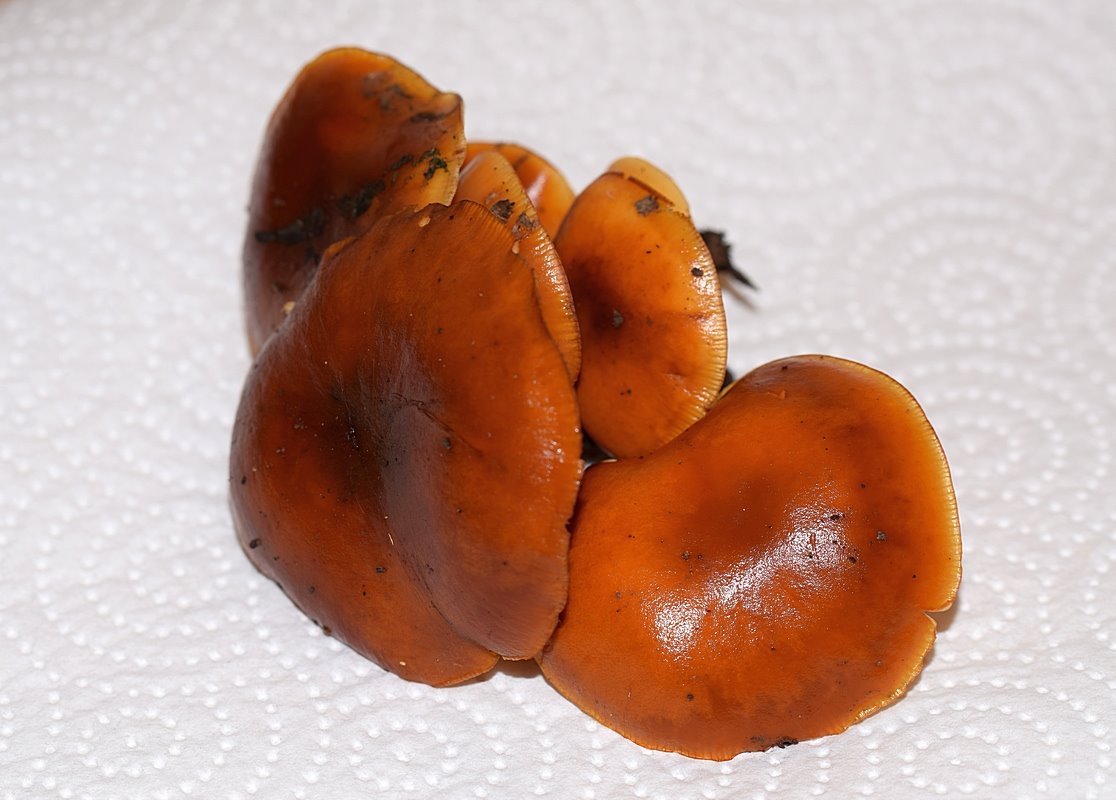 Flammulina velutipes 14.01.20_1.2.JPG