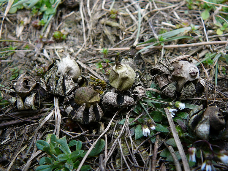 090309 Ochsenkopf 20.jpg