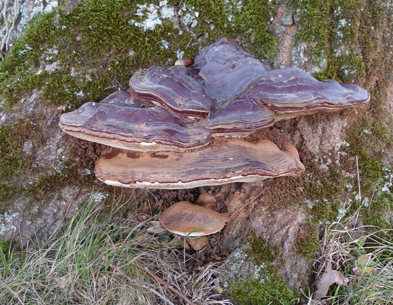 Der Untere ist der Neue