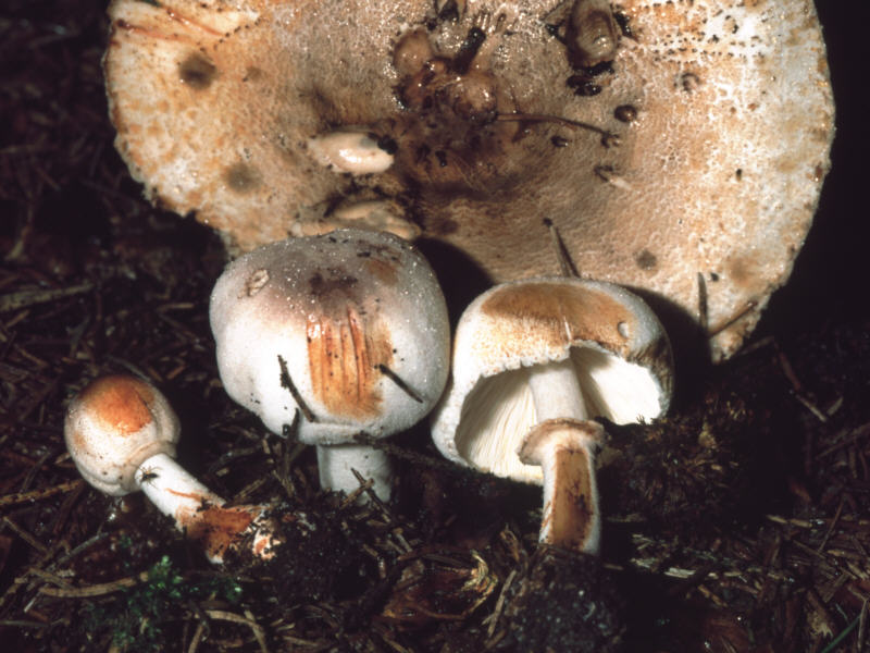 LeucoagaricusBadhamii_1Dia03_627.jpg