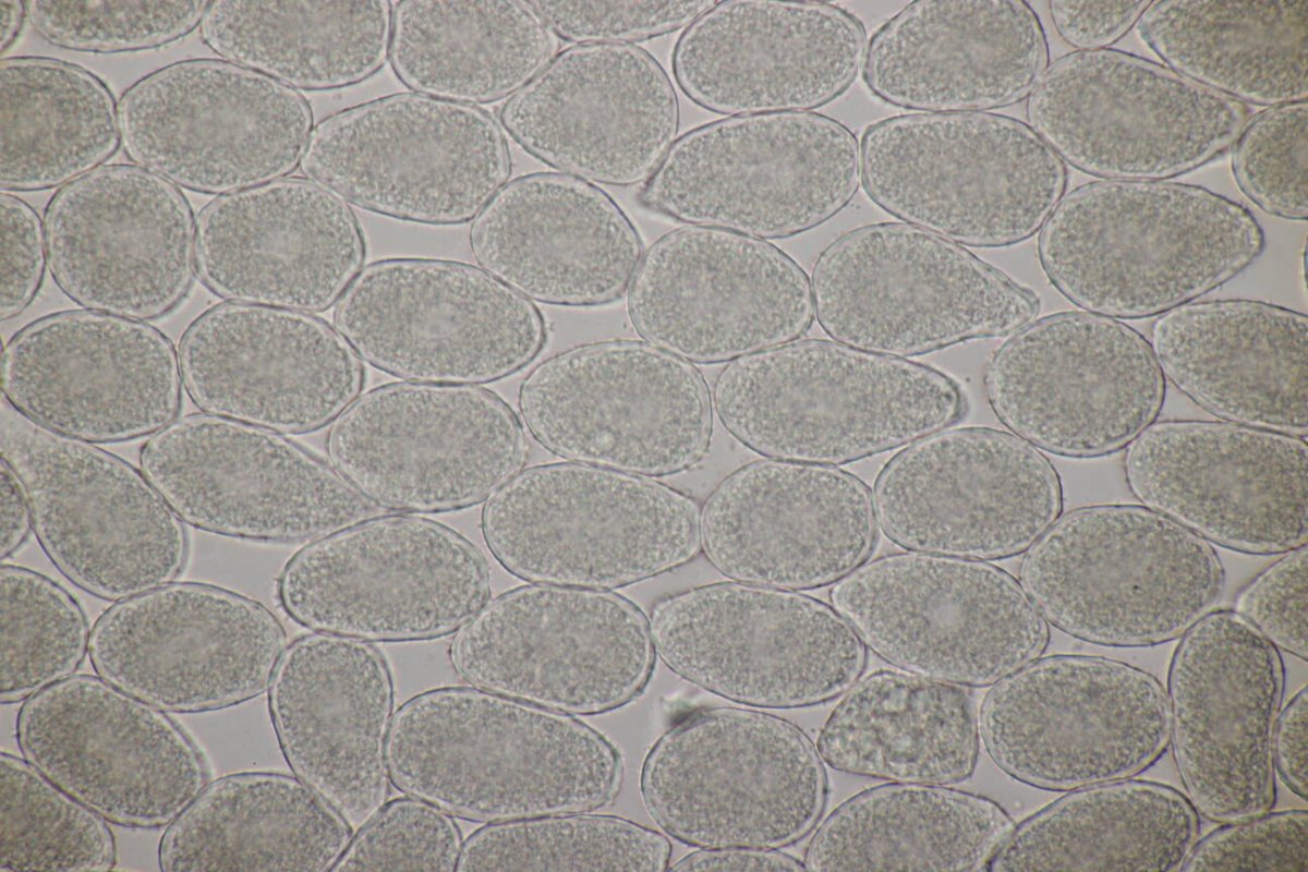 Stadtwald Duisburg-0027.jpg