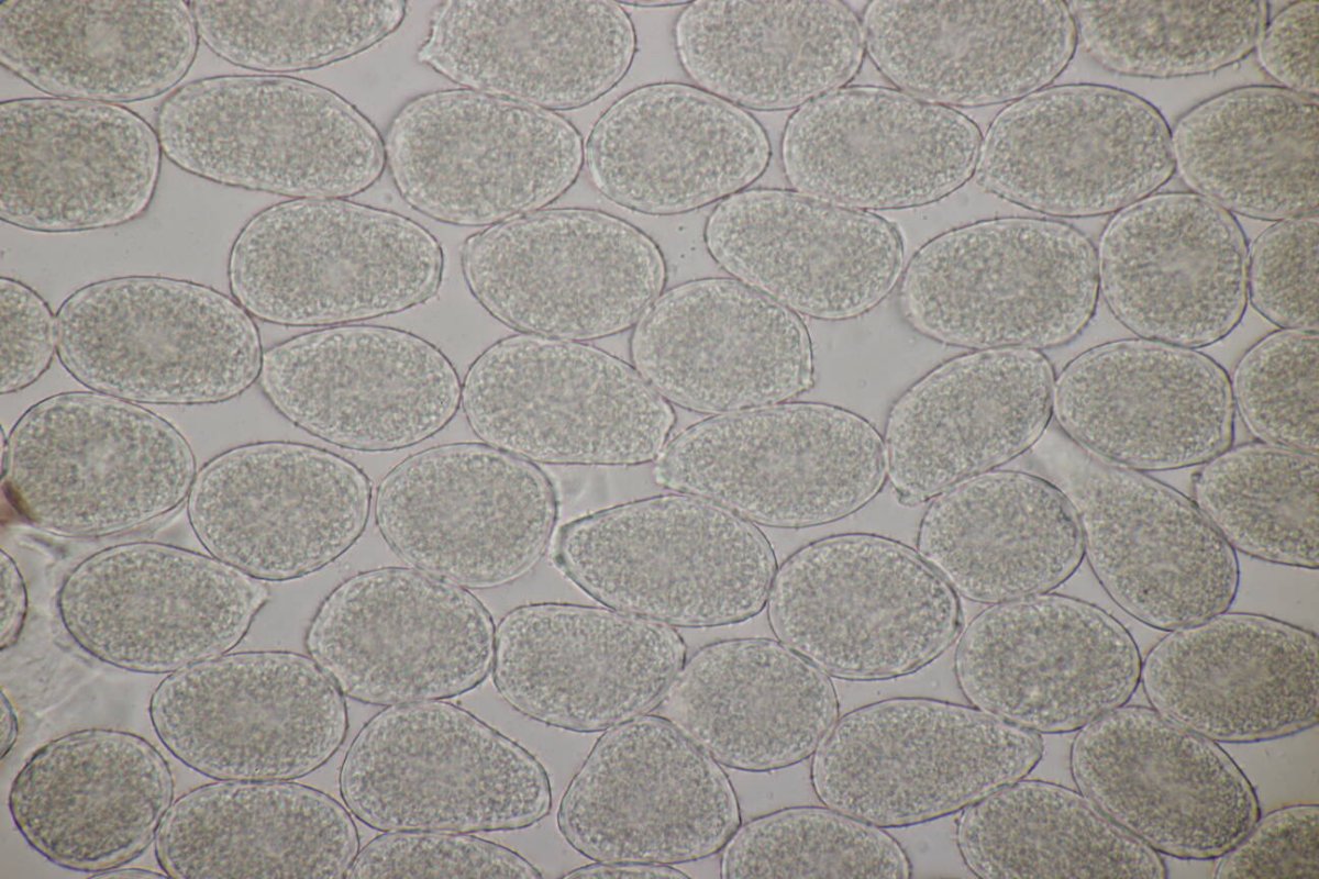 Stadtwald Duisburg-0030.jpg