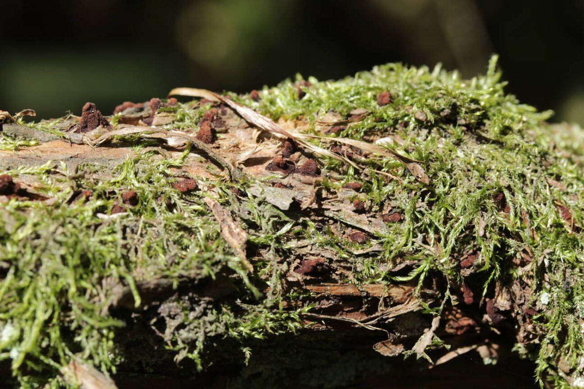 Schloß Berge-0002.jpg