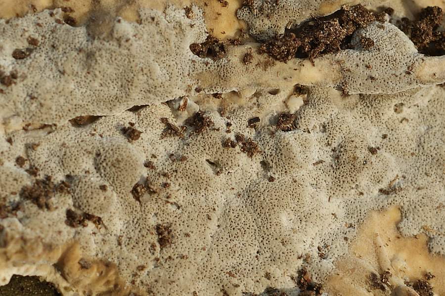 unregelmäßig verteilte Poren