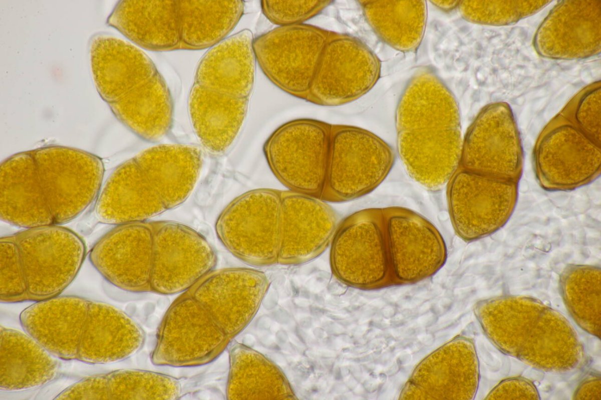 Schloß Berge-0028.jpg