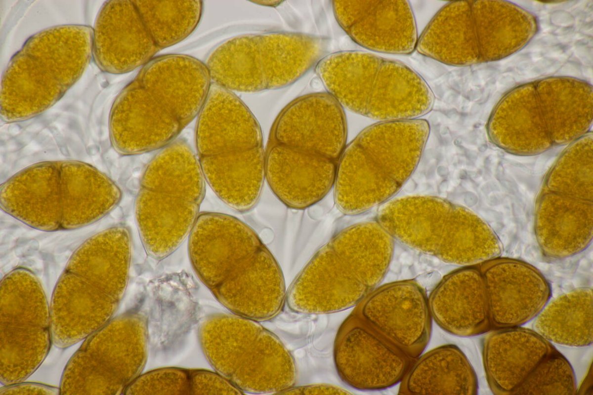 Schloß Berge-0030.jpg