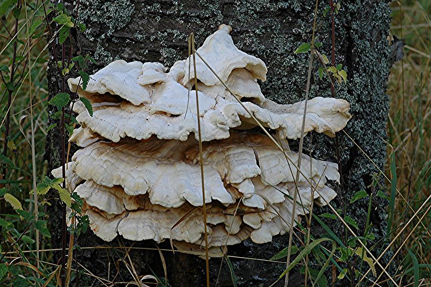 DSC_3925 Ausschnitt, Schärfe 35 %.JPG