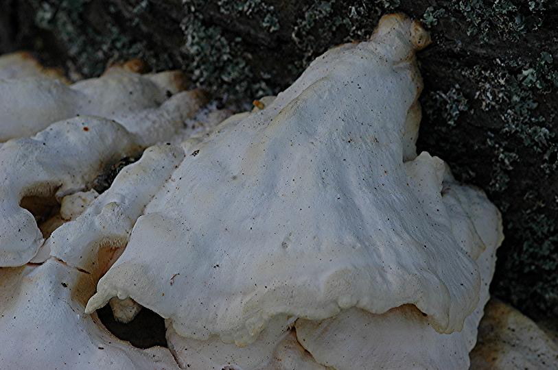 DSC_3926 Schärfe 27 %.JPG