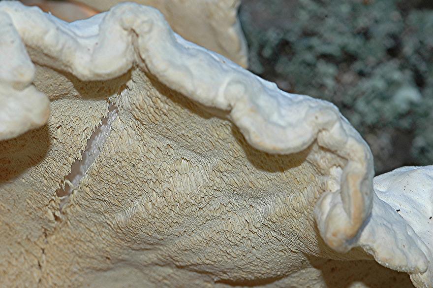 DSC_3930 Ausschnitt, Schärfe 35 %.JPG