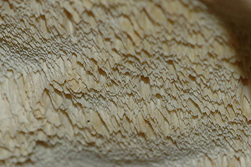 DSC_3931 Ausschnitt, Schärfe 50 %.JPG