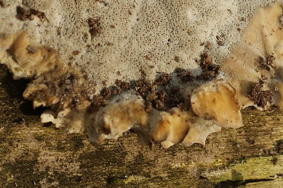 Randbereich mit Ansatz zur Hutbildung