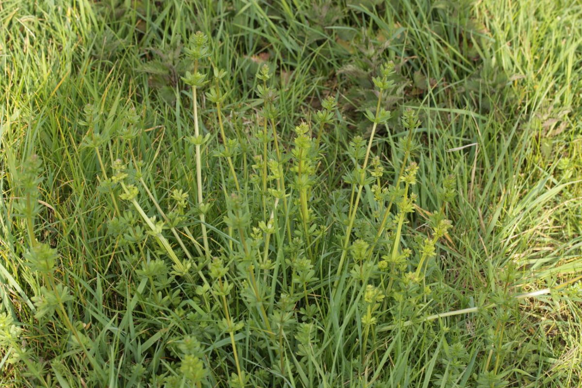 Rheinwiesen Neuenkamp-0048.jpg