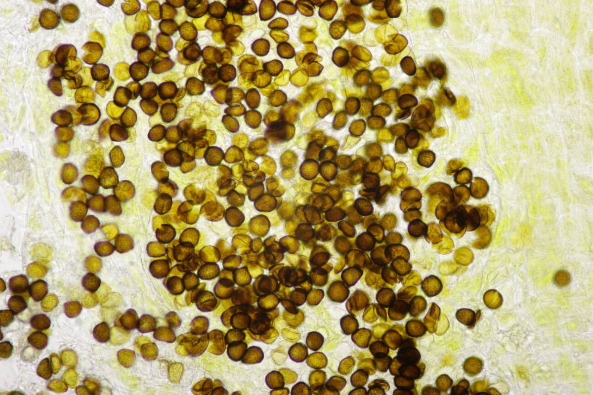 Rheinwiesen Neuenkamp-0144.jpg