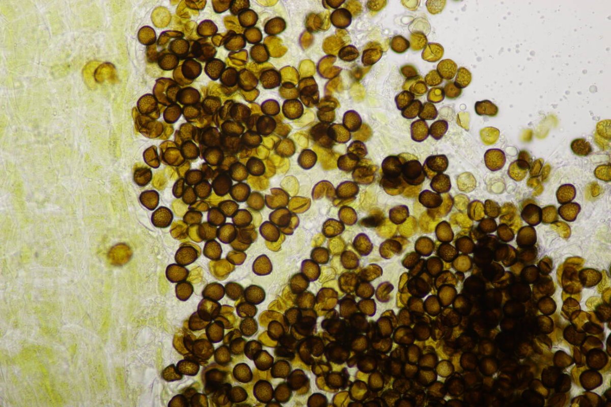 Rheinwiesen Neuenkamp-0145.jpg