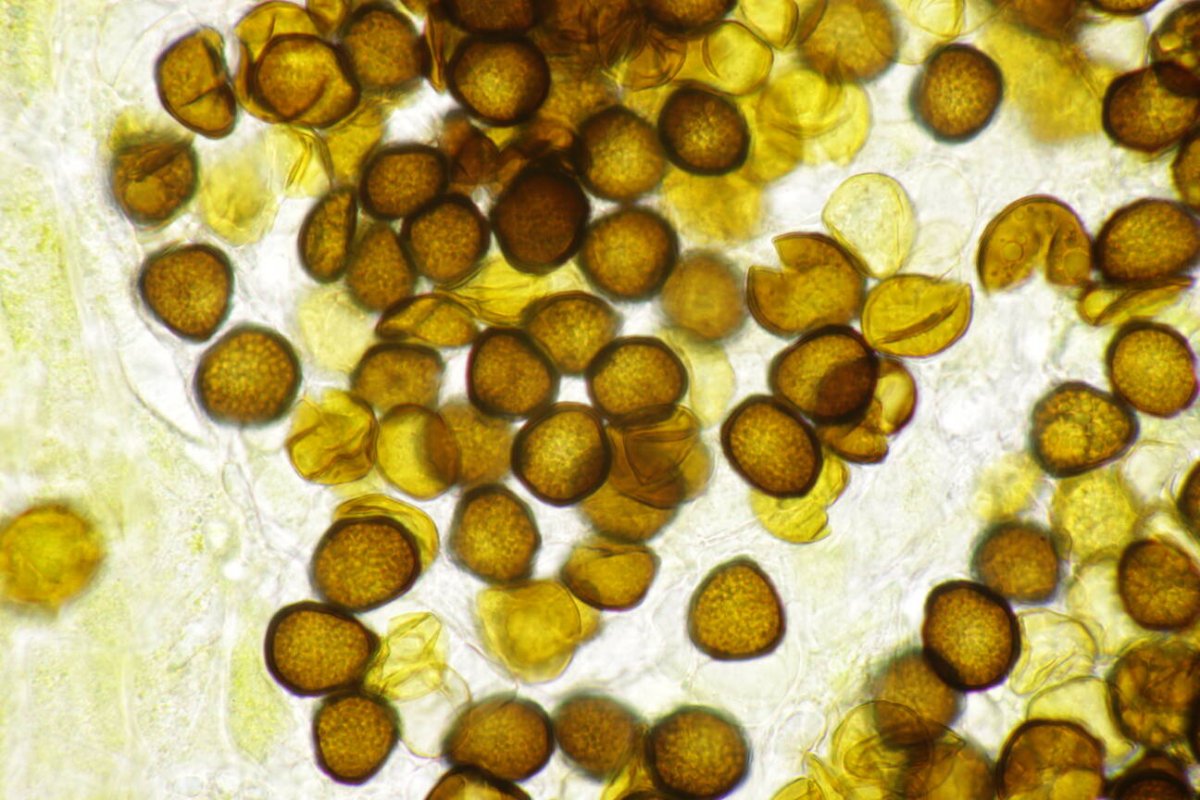 Rheinwiesen Neuenkamp-0146.jpg