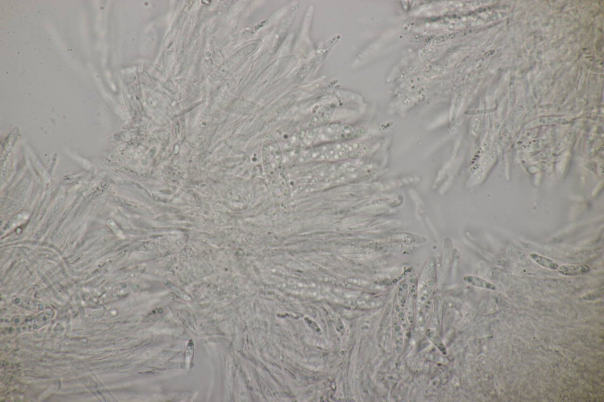 Rheinwiesen Neuenkamp-0181.jpg