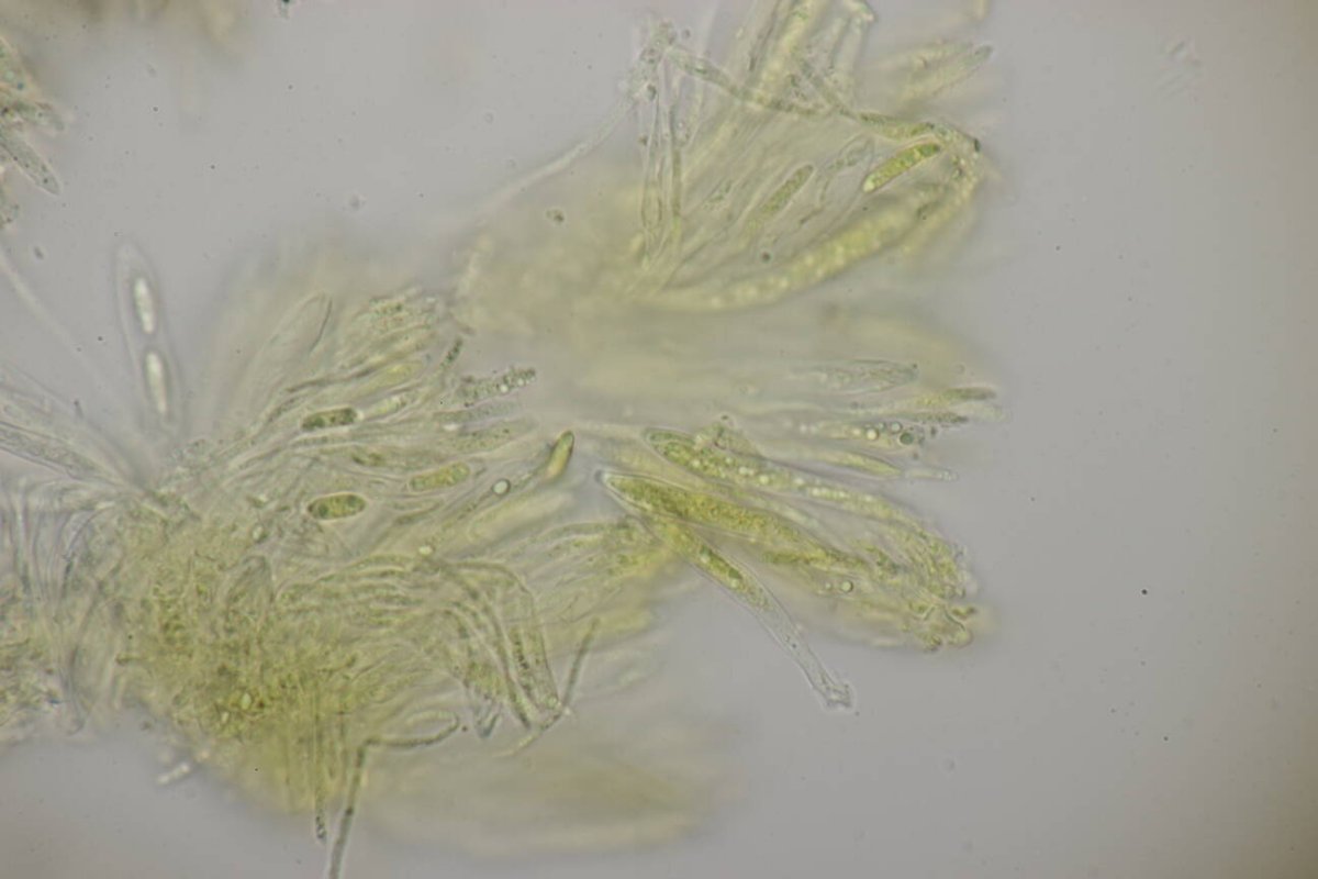 Rheinwiesen Neuenkamp-0182.jpg