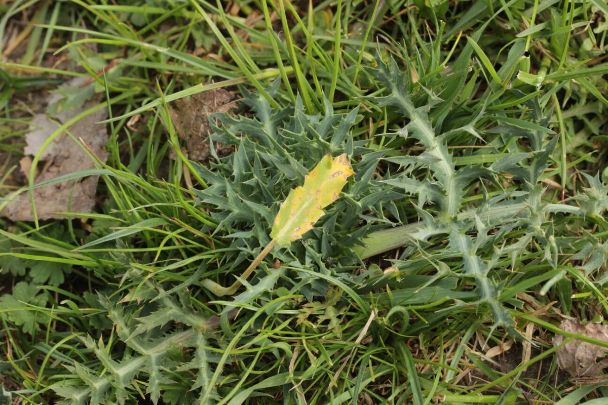 Rheinwiesen Neuenkamp-0058.jpg